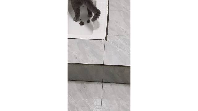 猫砂都省了 哈哈哈哈哈