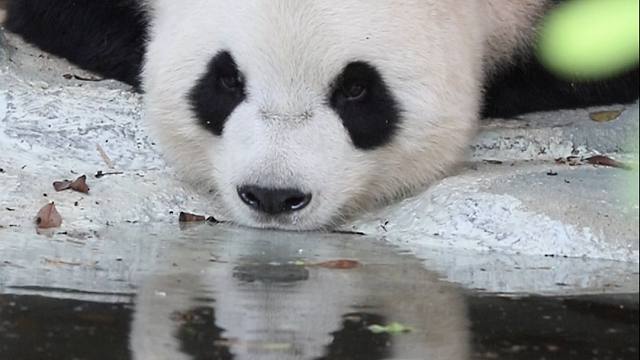 我的国宝，连喝水都有种大家闺秀的感觉