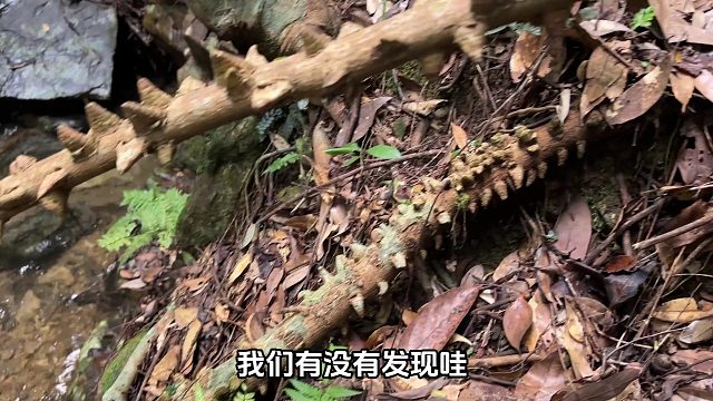 深山发现20米长的“过山龙”，很多人没见过，拍给大家看看