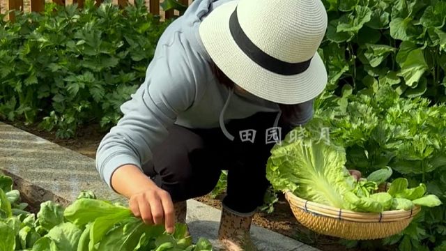 大叶茼蒿鲜嫩肥厚，而且可以多茬采收