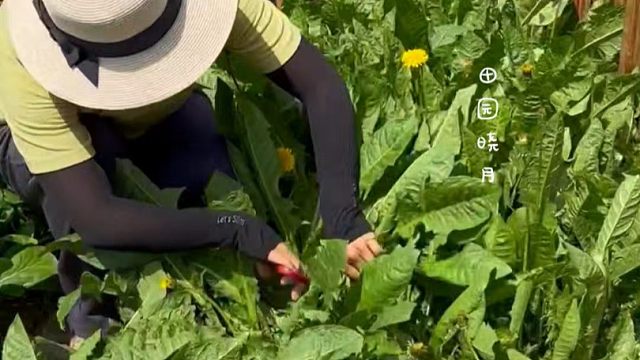 种花种草不如种点蒲公英