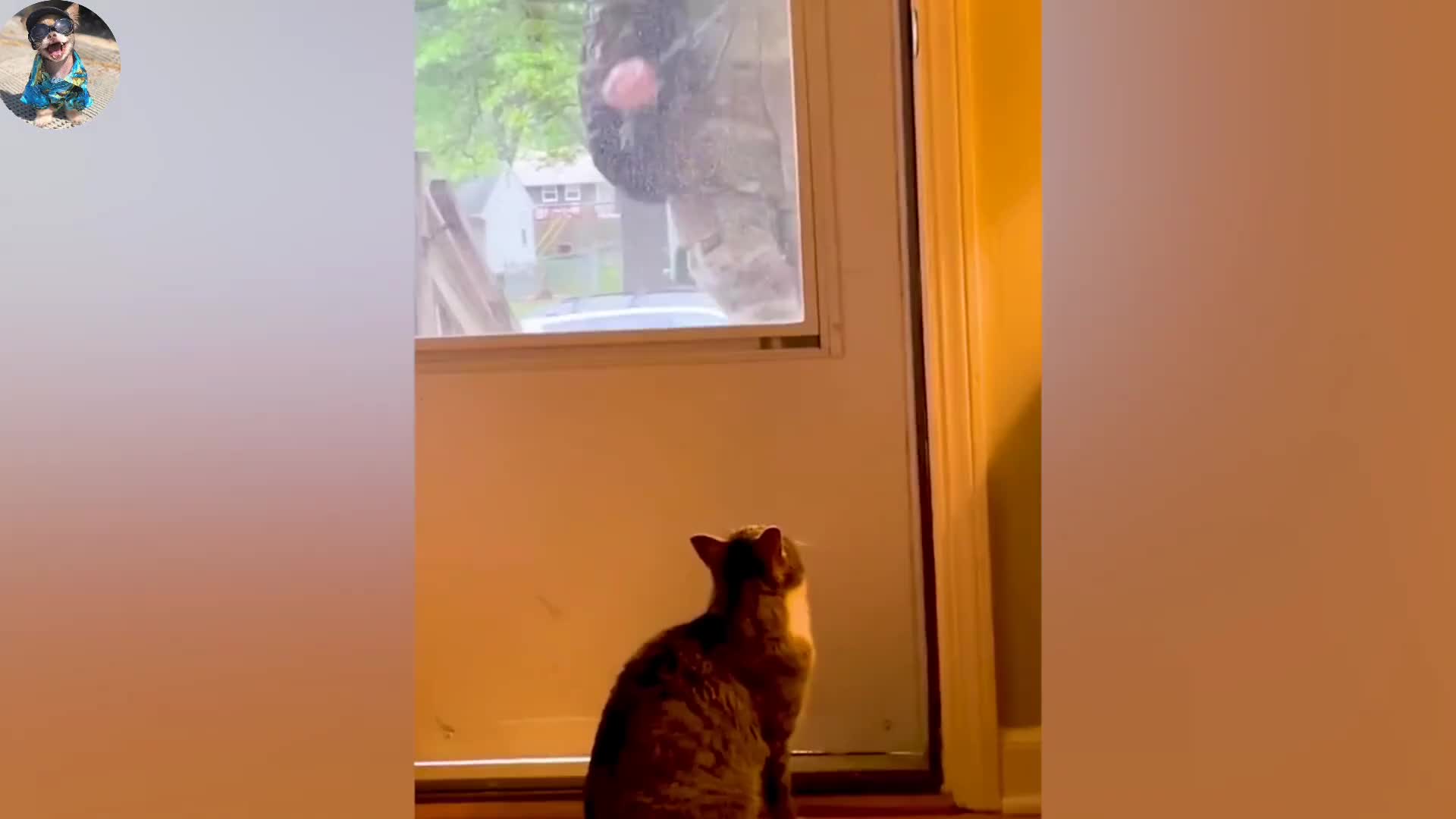 盘点人与动物重逢的感人场面，看完泪奔了