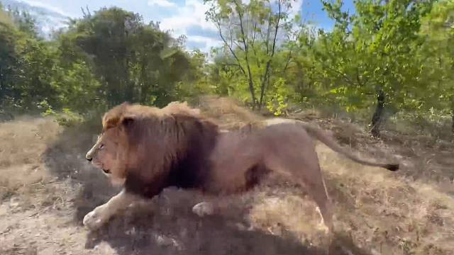 为了吃肉，狮子可以跑多快？