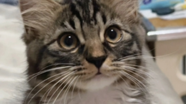 小猫不能吃冰糕！但是可以看我吃