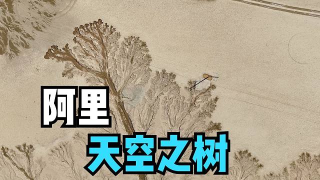 惊叹大自然的神奇，在阿里去改则路上遇到的天空之树