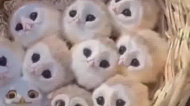 网友说是一窝猫头鹰宝宝，像一团团棉花球……