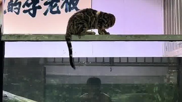 这猫咪胆子真大