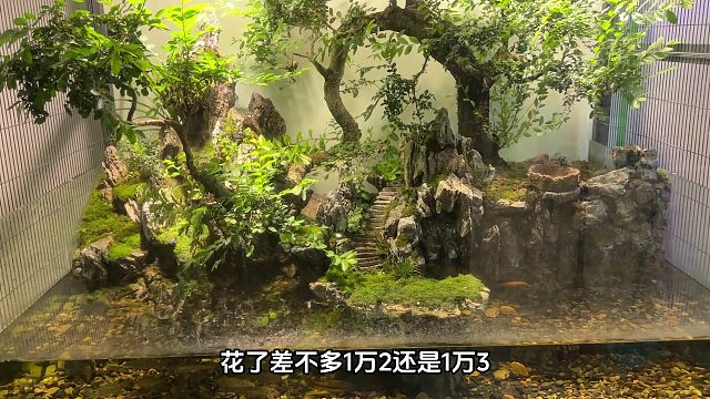 花12000元私人定制的超大鸟笼，这价格值不值，都来卡看看吧