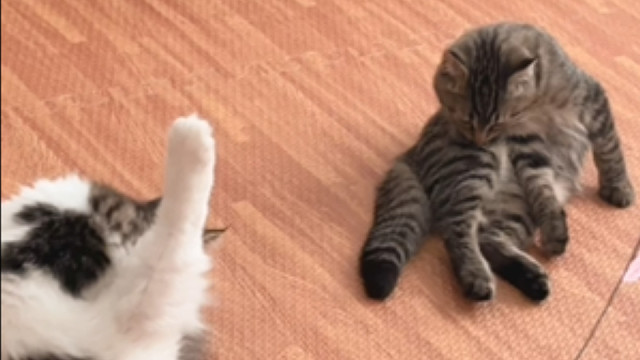 也不知道又菜又爱撩是随谁喔