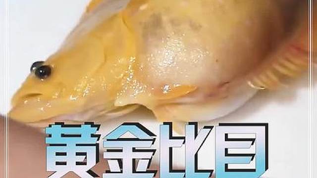 比普通比目鱼贵10倍的黄金比目鱼吃过吗？ #比目鱼 #黄金比目鱼
