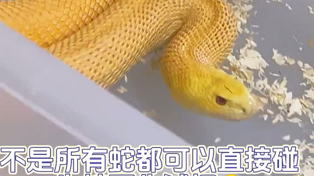 如果被牛蛇咬一口会怎样