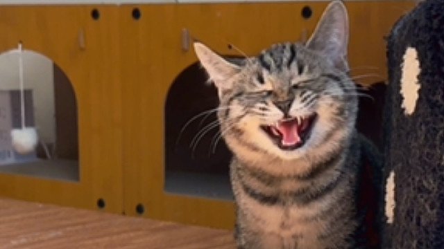 阳光真好，有小猫真好