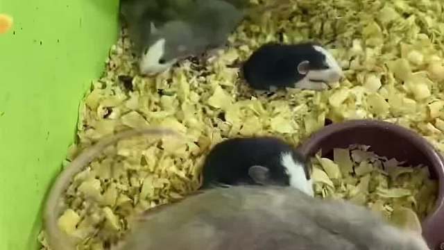 又开阔了眼界，真开心。鼠子世界的成员真不少