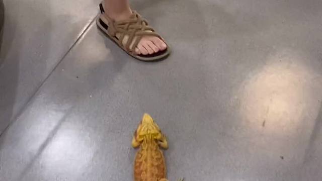 每天都能在宠物中寻找乐趣，太有灵性了