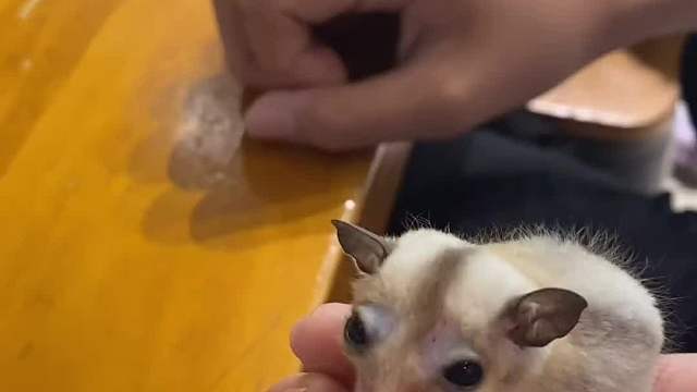 铂金弟弟的童年有了小马的陪伴，青梅竹马 两小无猜……