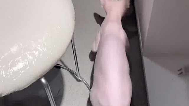 妙妙：但凡我有手，我给你抓……