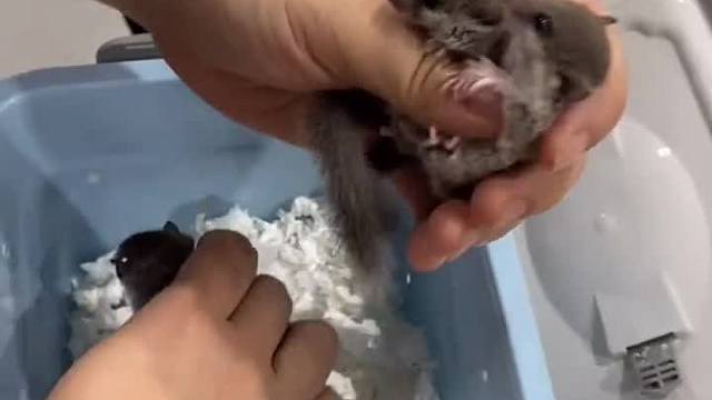 西班牙睡鼠 好多玩家都称为低配版小蜜，想象力太丰富了