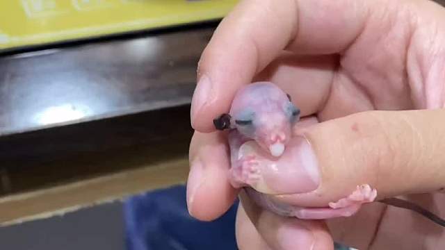 本地玩家蜜妈的袋子出问题了，宝宝好无辜，尽我所能去照顾。