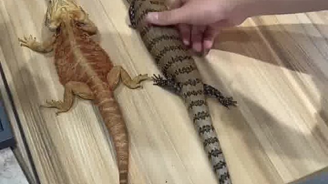 小马成年可以70cm，是不是达到了很多朋友心中的长度