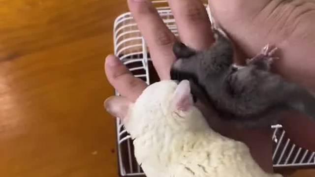 它们之间也会互相认识，然后幸福的生活在一起