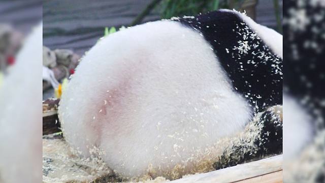 要来一份裹着豆面儿的熊打滚吗~