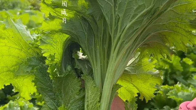比小茴香更香，比韭菜更鲜嫩，它就是香叶芥菜