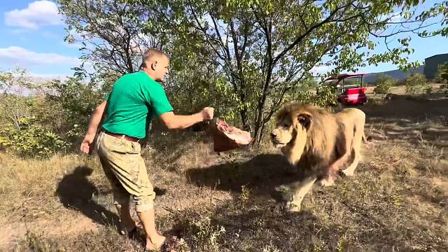 “为了拍狮子，心脏都要停掉了！”