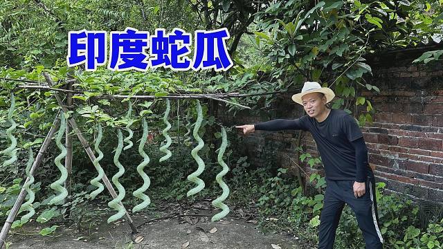 奶奶的孙子从印度带回两棵种植，种在院子角落，长出的果实很奇葩