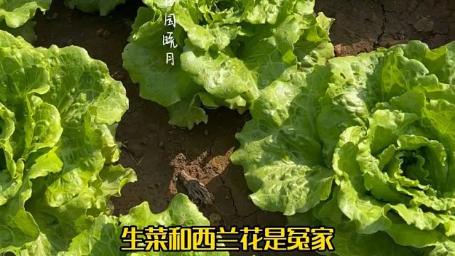 蔬菜也有冤家对头，这些菜不能种在一起