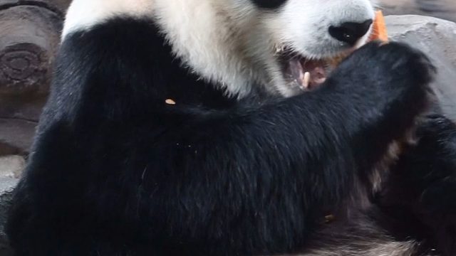 最爱的是南瓜，吃起来又香又甜。