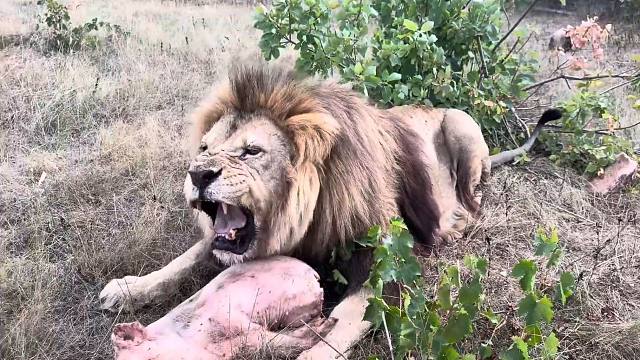 狮子“马歇尔”：吃肉，三分天注定，七分靠打拼！