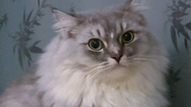 介绍一下，我的小猫，叫笨蛋