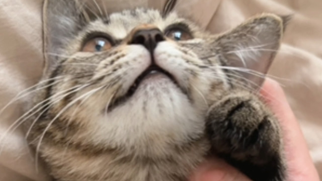 小猫做噩梦了怎么办？当然是哄一哄喽