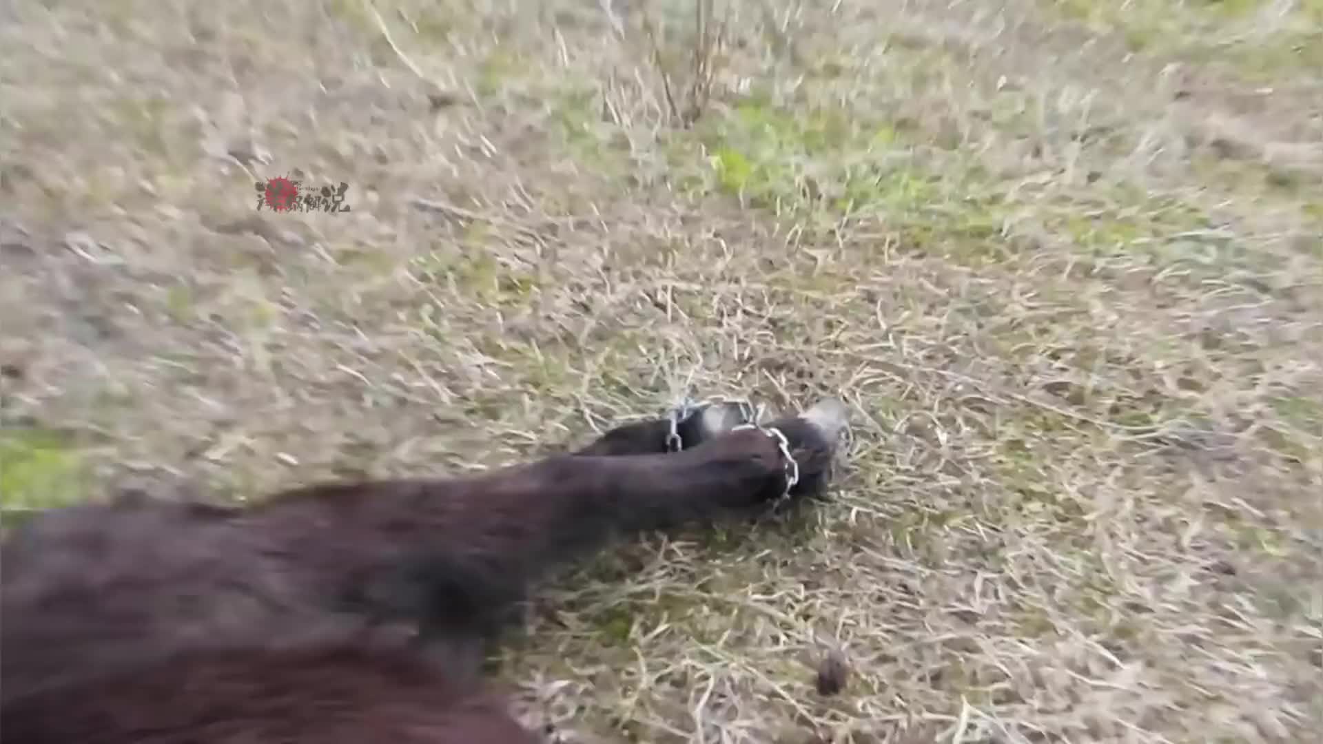 救援被困的野马