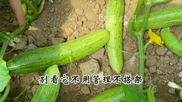 懒人也能种的地爬黄瓜，高产又好吃