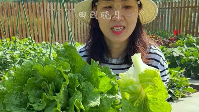 意大利生菜这样种