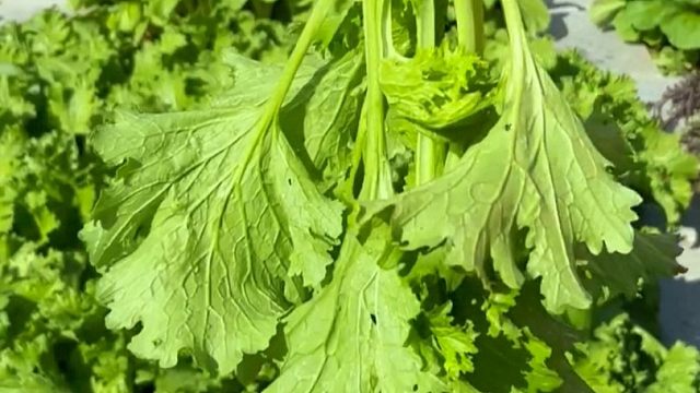 这个饺子菜您种过吗，香味浓郁特好吃