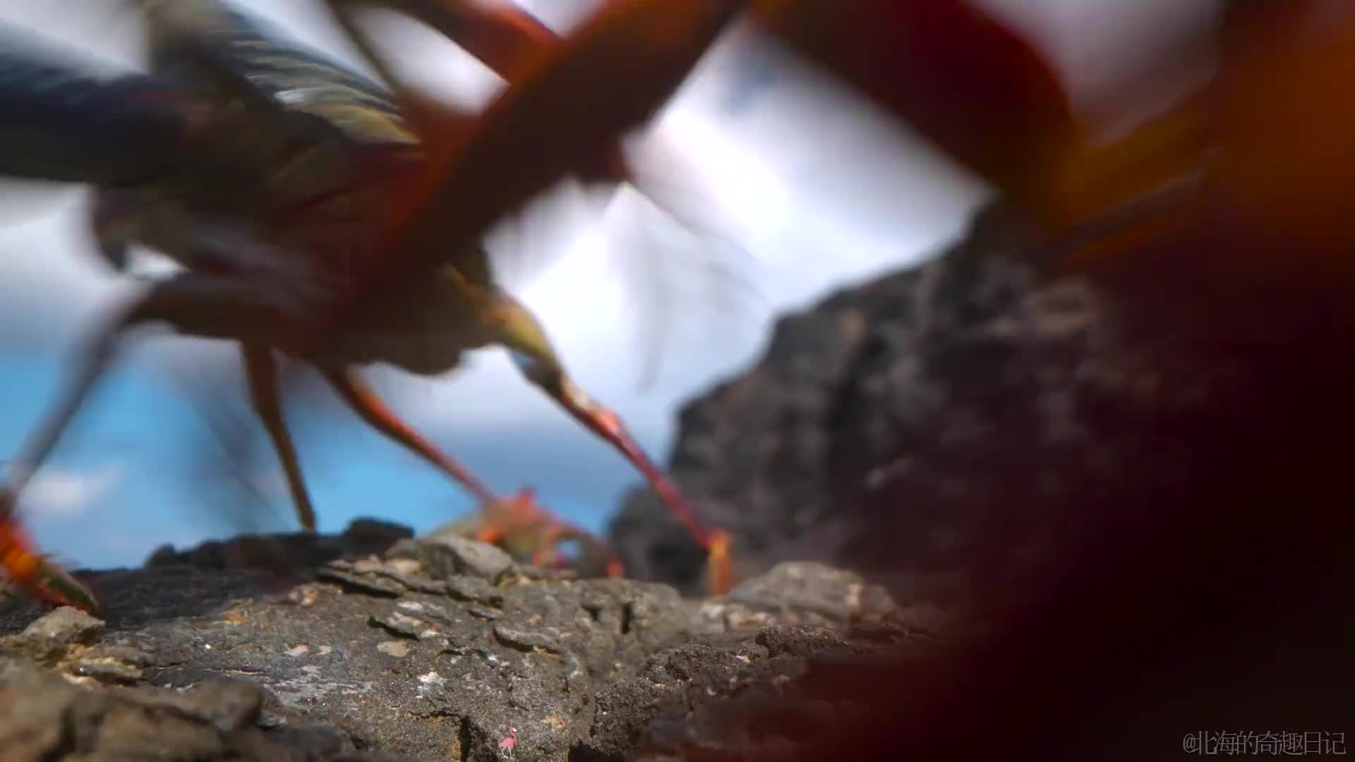 匪夷所思的奇妙章鱼