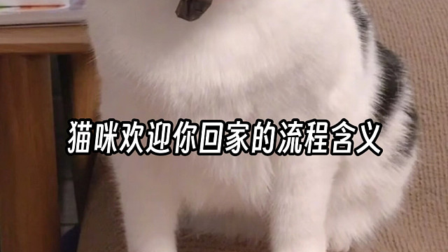 快速猫咪行为科普