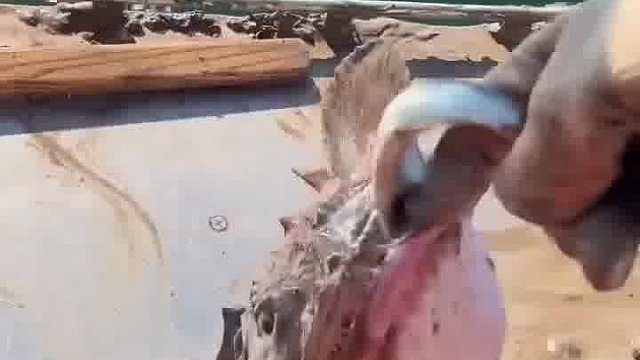 不要喂鮟鱇鱼，因为后果很严重。