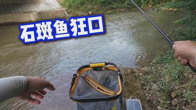 你怎么都不会想到，这么混的水，竟然有这么多石斑鱼钓
