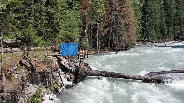 河边倒塌的巨树，也不怕水流湍急的危险，在树上搭建出了庇护所