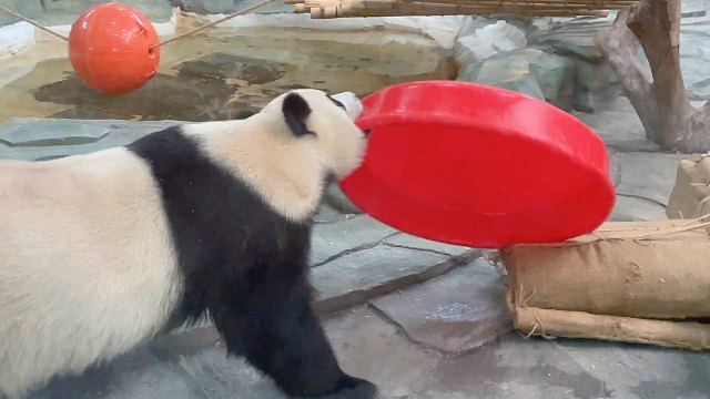 来给大家展示一下咬合力