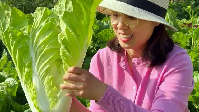 奶油快菜，比大白菜更脆嫩，比小白菜更鲜甜