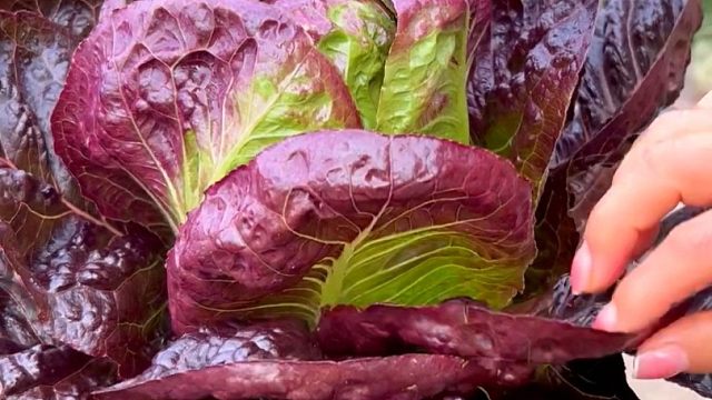 要想种菜不生虫，赶紧试试这个咖啡香麦菜