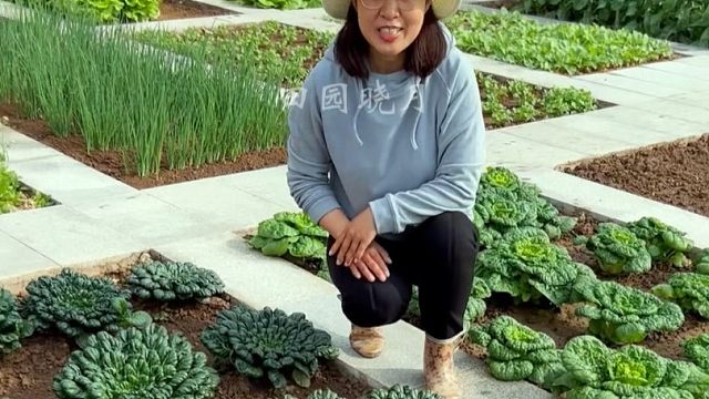 乌塌菜的种植方法，分享给大家