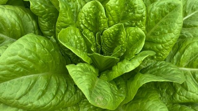 沙拉菜种一次可以撇叶子多茬采，口感脆嫩鲜美好吃