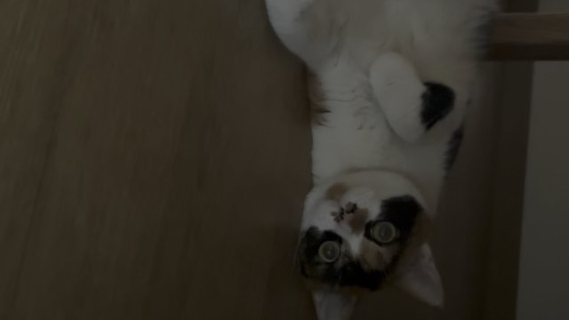 小猫咪不爱待空调房 没苦硬吃