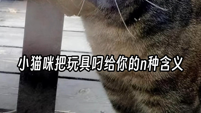 小猫咪为什么会把玩具叼给你？