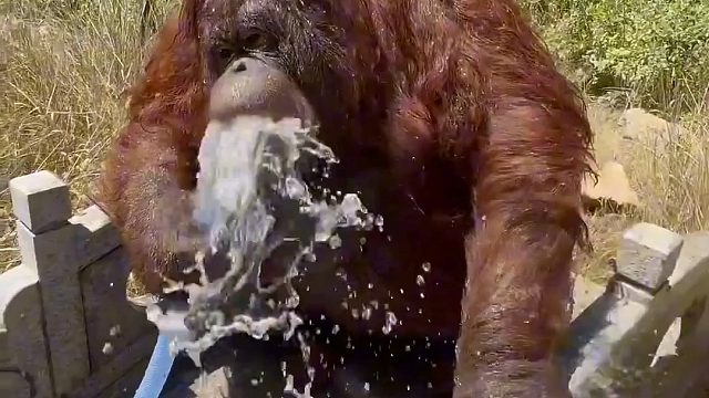 红毛猩猩学会了给人洗澡！